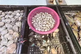 鲍鱼价格降降降！小个头单只1.99元图片