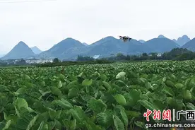 广西荔浦市培优育强特色产业 联农带农助增收图片