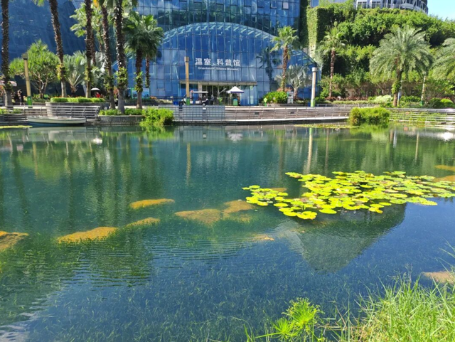 惠州植物园珍珠湖藏着一片“水下森林”