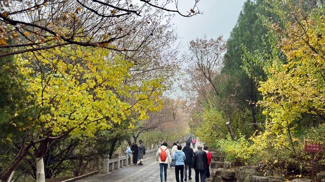 新视界｜济南佛慧山：初冬木叶黄 山高雾沾衣