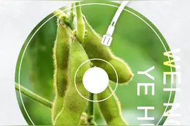 围农夜话丨秋豆玲珑图片