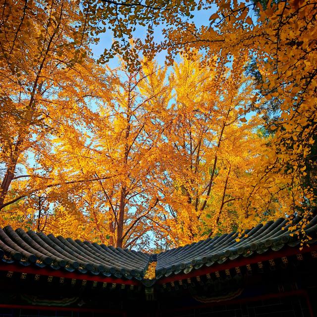 银杏如金！北京秋天真是美极了