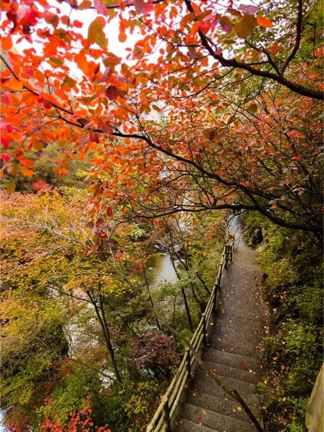 这里红叶进入“巅峰”，抓紧时间，真的会落！