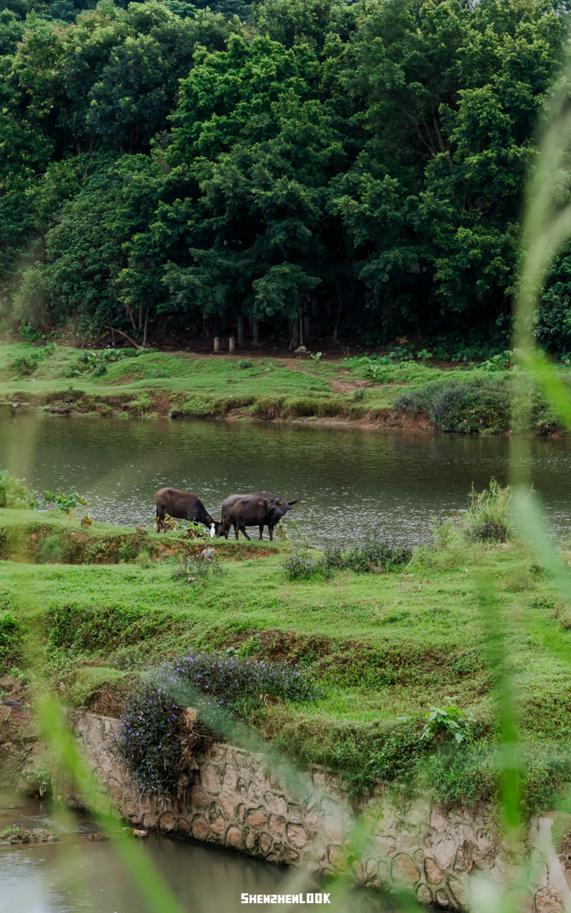 “看牛看海看夜景，深圳骑行路线精选”