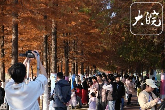 合肥青年创意田园“抱一抱”游园会启幕 红杉林进入最佳观赏期