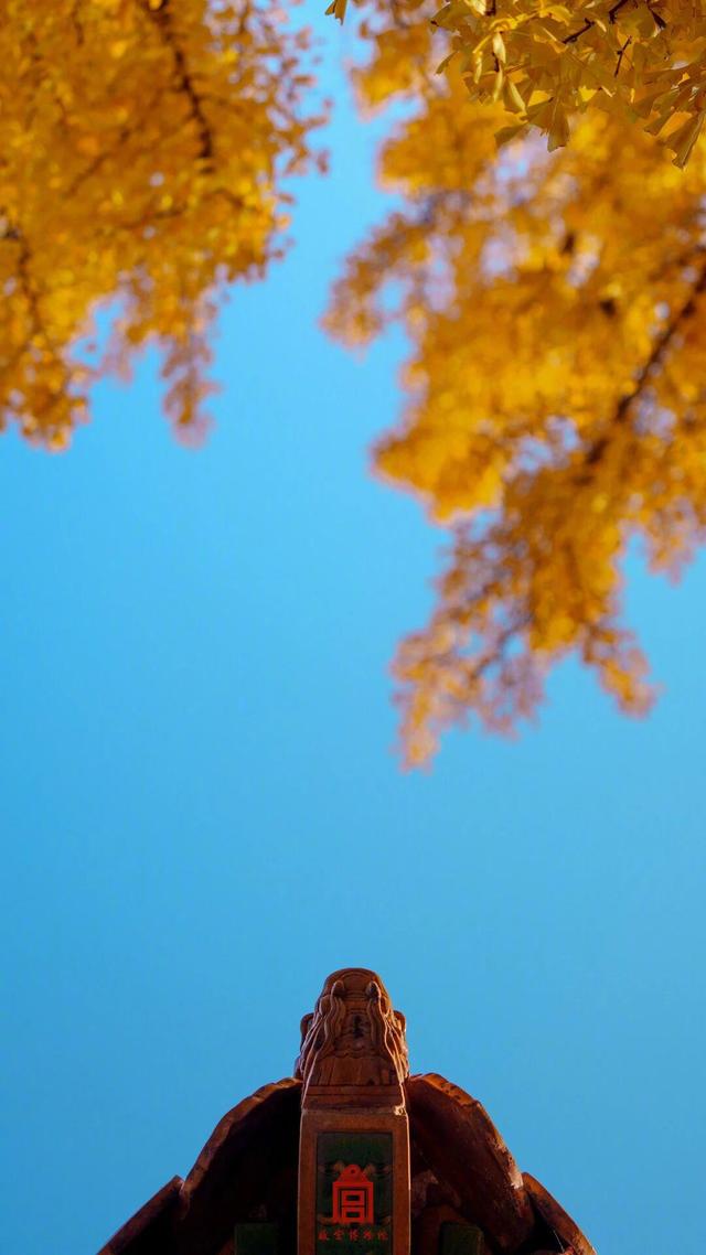 故宫秋日壁纸，上新了！