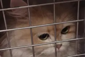 “法官，请你看看我的猫”图片