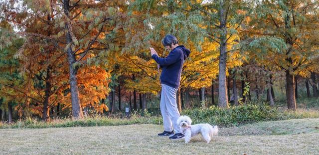 新晋秋日“顶流”美图来袭！魔都阿勒泰未开先火，落羽杉迎来最绚烂时刻