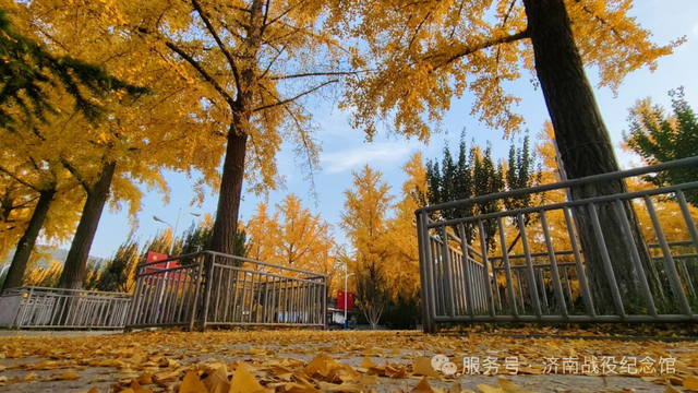 在英雄山，一叶知秋，邀您共赏