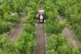 做好红枣夏季管护 助力枣农增产增收图片