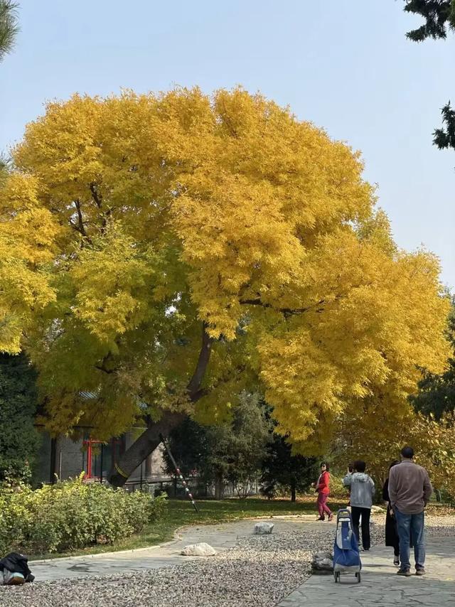 不必扎堆地坛公园！东城区赏秋攻略，一图收藏