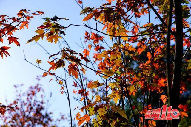 福建暖冬，又是一年好“枫”景