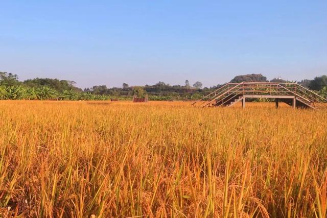 “稻”这里打卡包出片！秋日好去处，南宁版“稻香”唯美上线