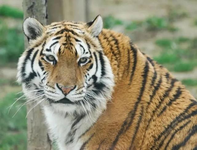 新年游玩线路：老自一条，老己一条，自己一条