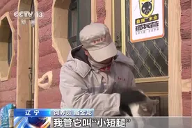 喵喵队全体出动！辽宁盘锦一企业用40多只猫组队守粮仓图片