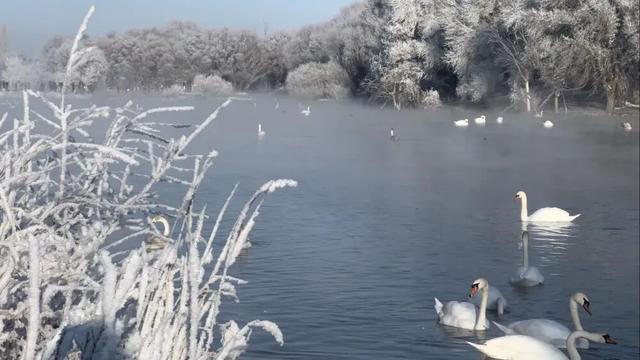 美极了！“疯狂动物城”与“冰雪奇缘”梦幻联动！