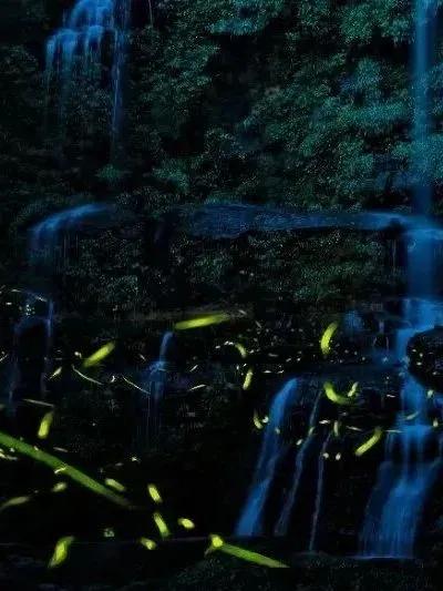 今年第一波萤火虫，可！以！看！了！