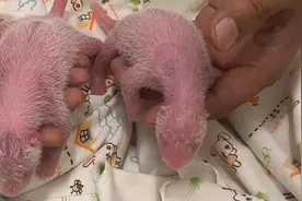 大熊猫“盈盈”刚确定怀孕，三天后就生了！专家：很正常图片