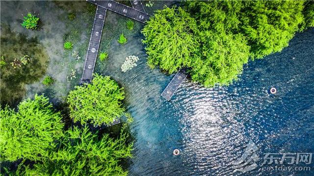 辰山植物园睡莲展即将开幕，七大展区全攻略