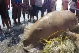 渔民在岸边发现怪物，走近一看，结果！图片