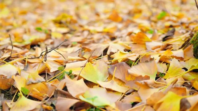 乐山藏着一处 “黄金秘境”？这里的银杏雨，让游客拍到不愿走！