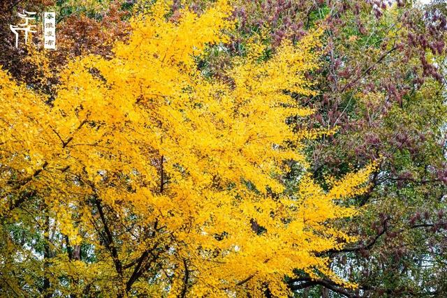 秦淮citywalk｜七桥瓮湿地公园