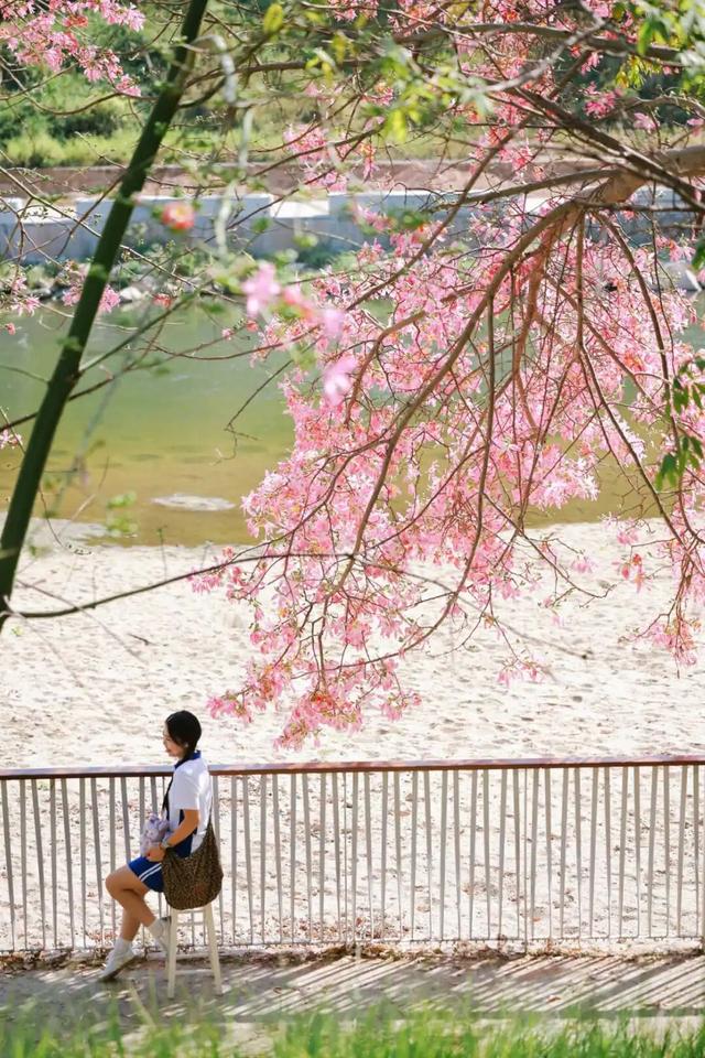 粉色花海，已开遍龙华