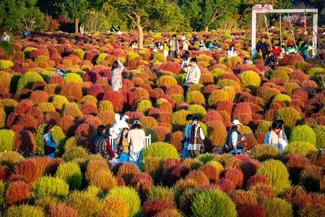 现在的金山是什么颜色？答案藏在这片…