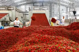 贵州天柱：辣椒烘干加工忙图片