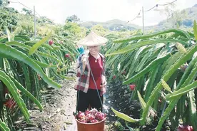火红火龙果 迎来好“丰”景图片