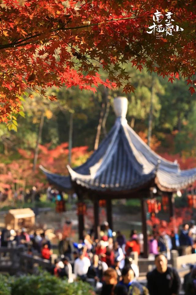 6号线！赶紧和栖霞山“奔现”吧！！