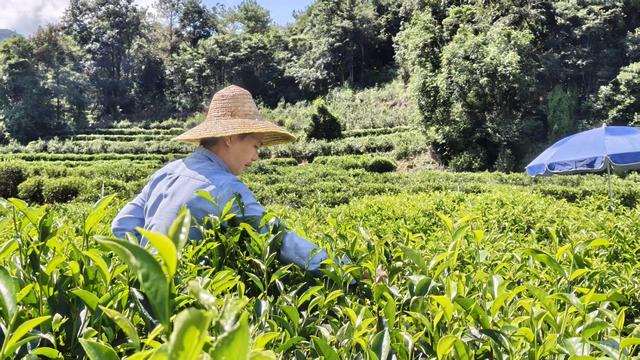 潮州潮安农文旅新标杆，一片叶子如何撬动百亿茶谷？