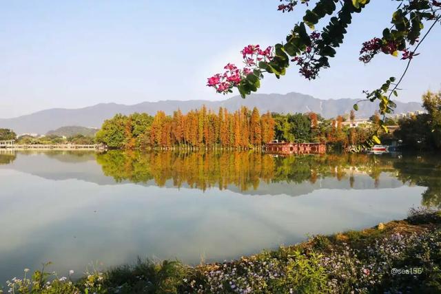 太美了！除了七星岩北门，肇庆这里也藏着一大片落羽杉……