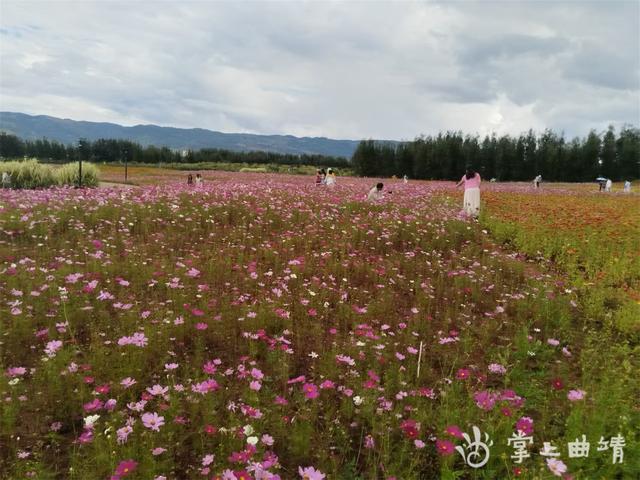麒麟区文华街道文明实践所 “贴心服务” 凸显 “旅居养生” 新方式