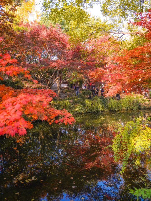 上海赏枫天花板！这座古典园林红叶浓度超标→