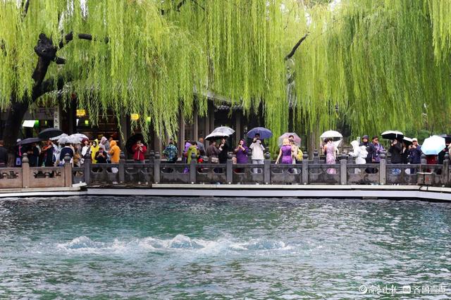 雨中趵突泉，美得让人醉