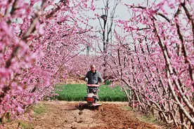 万亩桃花惹人醉图片