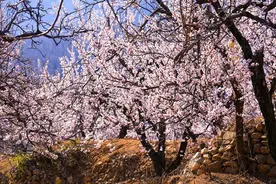 宁阳凤凰山：杏花开满坡 赏花正当时图片