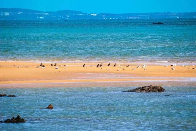 治愈天花板！快来“鸥”遇冬日山东