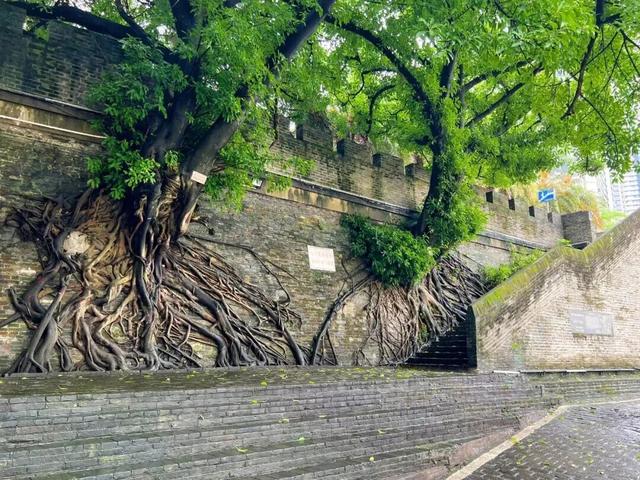 南宁故事 | 百米古城墙 斑驳青砖记岁月历史——南宁市区唯一保留下来的古城墙