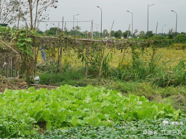 写点生活｜重阳节前游良渚
