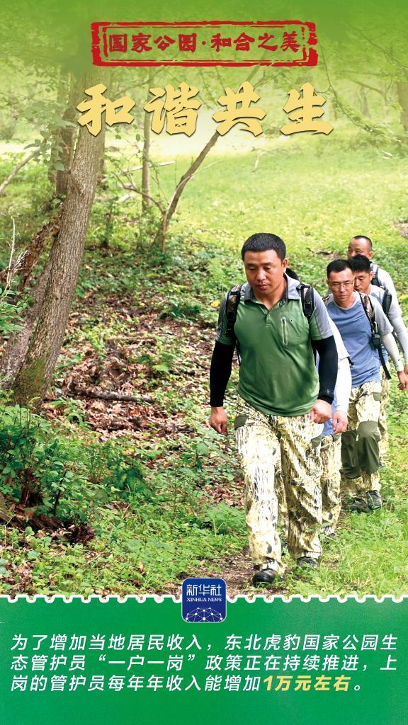 和合之美丨东北虎豹国家公园：猛兽家园野性王国