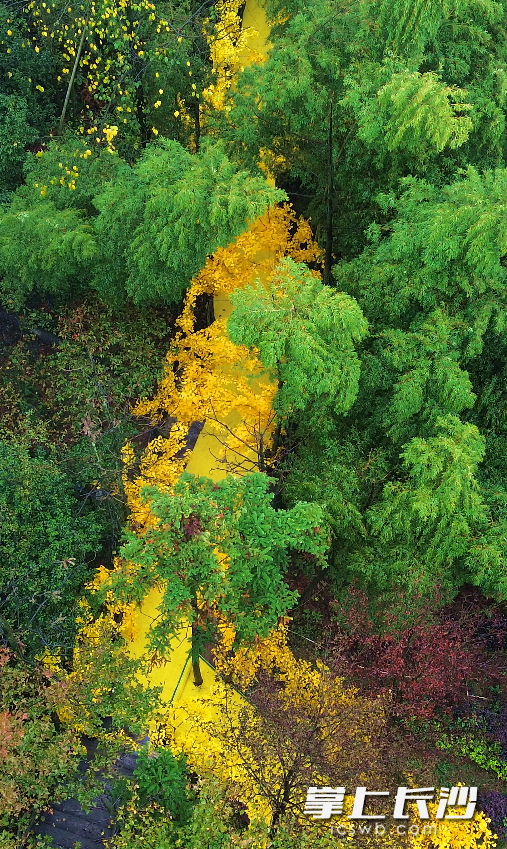 红枫长廊银杏隧道已搭好，石燕湖“拍照打卡天花板”等你来