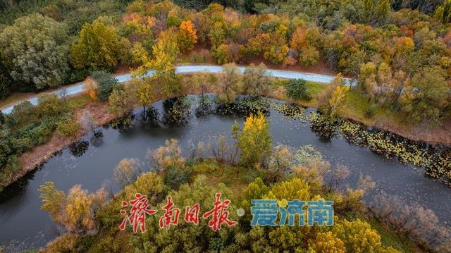 一年四季 泉在济南丨济西湿地公园，秋日绘就斑斓画卷
