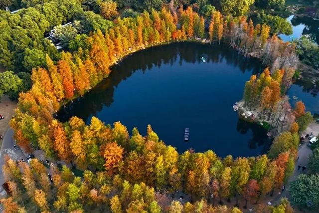 南宁冬日顶流变色了，这几个地方的落羽杉美到失语→