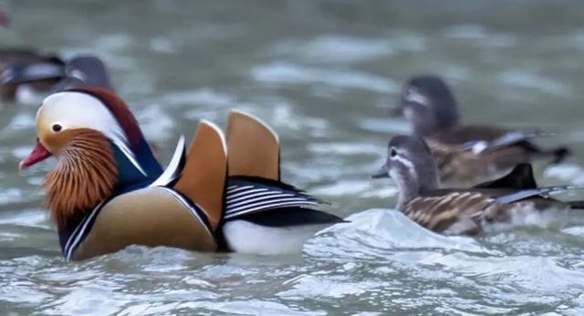 无锡最新追“星”指南，速收藏！