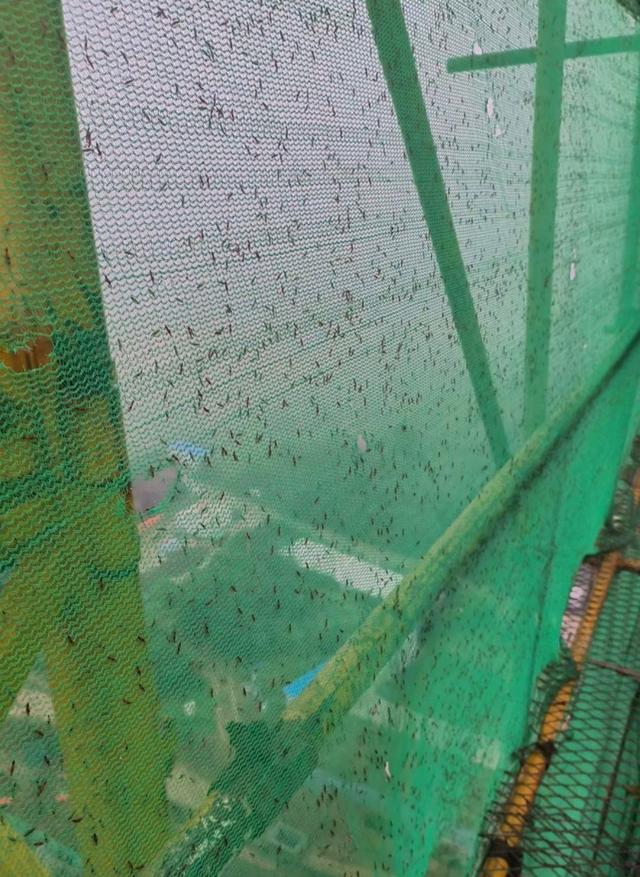 河南多地现“行走的硫酸”：洛阳一工地脚手架密密麻麻全是，南阳4岁女童沾上它脖子红肿溃烂20余天未痊愈