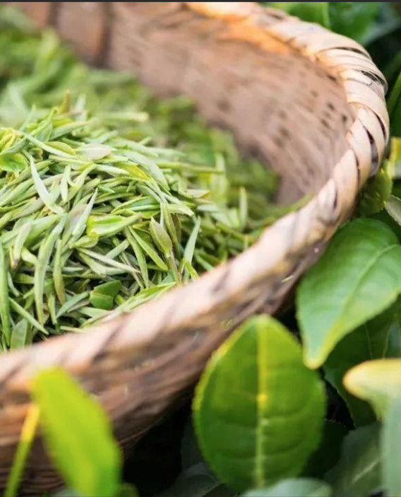 乐西高速马昭段贯通！凉山东线风光美出圈