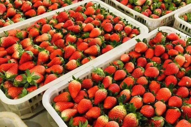 现代农业与田园风光交织，金山推出周末休闲新路线