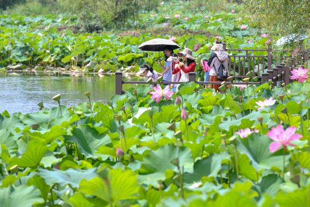 云南普者黑：山水画卷里升腾“夏日经济”